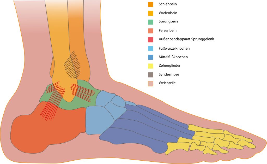 Anatomie eines Fußes inkl. Sprunggelenk | fuss anatomie